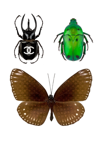 Photograph Enokae E Designer Insects on One Eyeland